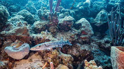 Close up of Barracuda in coral reef of the Caribbean Sea / Curacao