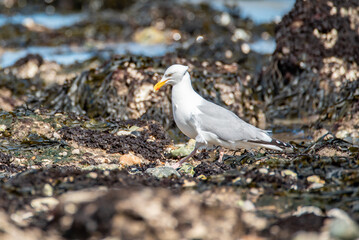 Seagull on the sea coast