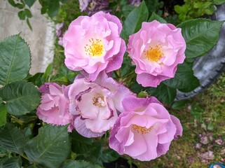 delicate bud of blossoming roses of Blue For You variety