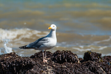 Seagull on the sea coast