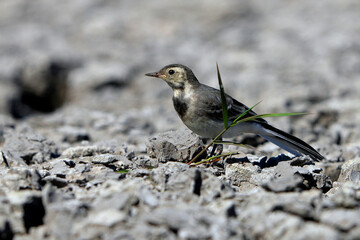 Close-up photo of a young wagtail on a stony beach. White Pied Wagtail, Motacilla alba.