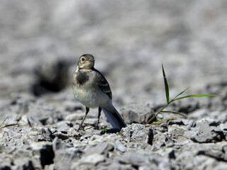 Close-up photo of a young wagtail on a stony beach. White Pied Wagtail, Motacilla alba.
