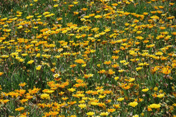 High angle sectional full frame view of a larger field of yellow flowers in the midday springtime sunlight