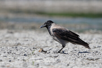 Close-up photo of crows with shinig eye on a stony beach that found a dead fish. Isolated dark bird on neutral light background. Hooded Crow, Corvus cornix.