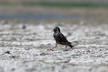 Close-up portrait of black songbird in wonderful dynamic pose, shining eye, on stony beach, neutral background.Spotless Starling, Sturnus unicolor.