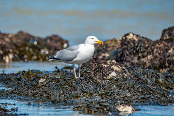 Seagull on the sea coast