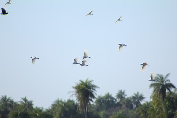 Garzas volando en Santa Ana de los Guácaras, Corrientes