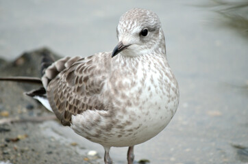 small seagull standing beside pond shore in summer