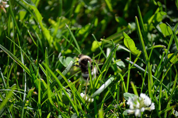 bumblebee on white wildflower in summer nature