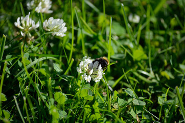 bumblebee on white wildflower in summer nature