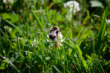 bumblebee on white wildflower in summer nature