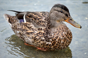beautiful mallard duck in summer pond