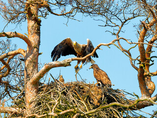A mighty eagle the feeds the youngsters on the nest caught by the fish. Close-up dynamic photo of...