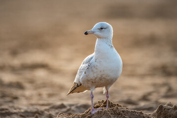Seagull on the sea coast