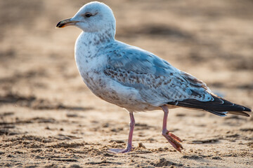 Seagull on the sea coast