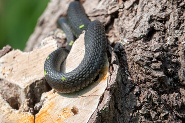 a great blindworm basks on an old tree trunk