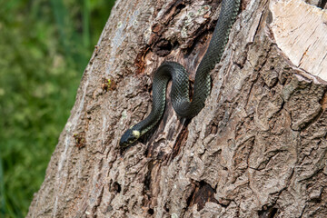 Naklejka na ściany i meble a great blindworm basks on an old tree trunk