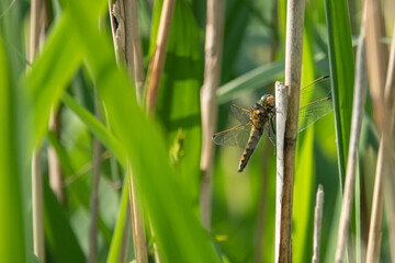 the large dragonfly Large blue arrow (Orthetrum concellatum) sits on a reed