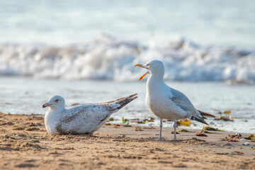 Seagull on the sea coast