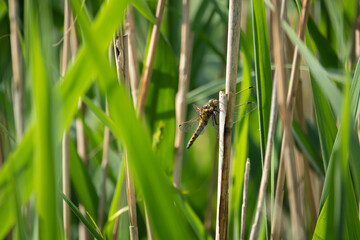 the large dragonfly Large blue arrow (Orthetrum concellatum) sits on a reed