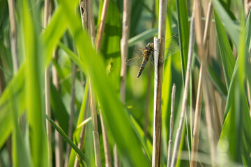 the large dragonfly Large blue arrow (Orthetrum concellatum) sits on a reed
