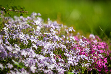 Flowers of Phlox douglasii, using shallow depth of field.