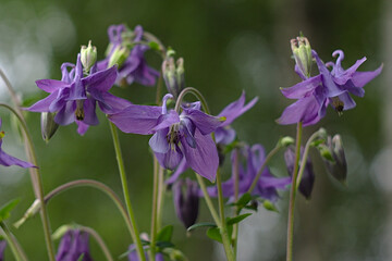 purple flowers-bells among the summer greenery