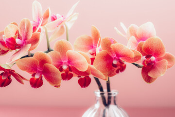 Obraz premium Orange Phalaenopsis Orchid Plant or Moth Orchid in Vase on Pink Background
