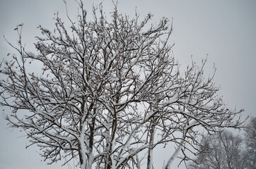 Fototapeta na wymiar tall snow covered tree in winter