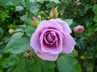 delicate bud of blossoming roses of Blue Moon variety