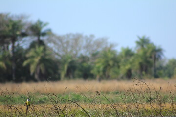 Venteveo en laguna Santa ana de los Guacaras 