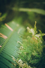 Beautiful fernleaf in nature