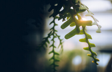 desert plants with space for description
