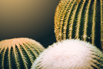 cut out cactuses with matching background