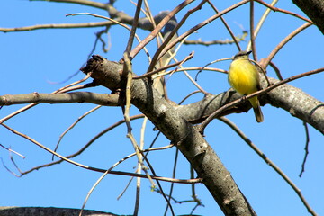 Picabuey Santa Ana de los Guácaras, Corrientes