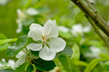 Big white spring prunus blossoms, close-up.