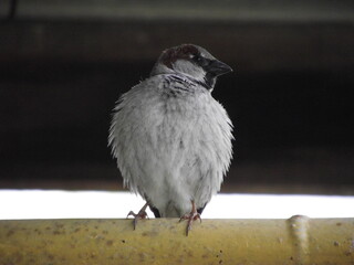 Sparrow on the tube