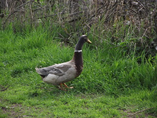 duck in the grass
