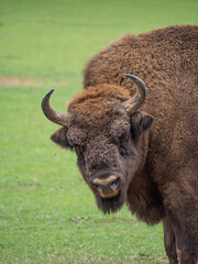 European bison