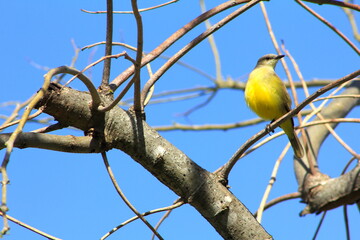 Picabuey Santa Ana de los Gu&aacute;caras, Corrientes