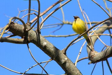 Picabuey Santa Ana de los Guácaras, Corrientes