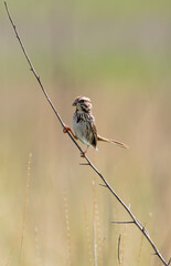 Song sparrow