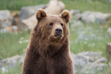 Obraz premium brown bear portrait