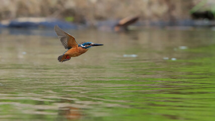 Fleeing Kingfisher. Flying jewel. Common Kingfisher, Alcedo atthis,