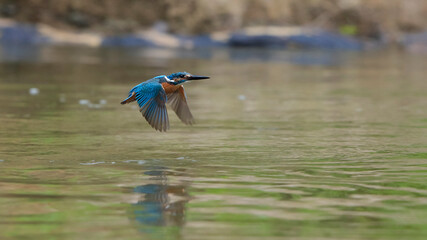 Fleeing Kingfisher. Flying jewel. Common Kingfisher, Alcedo atthis,