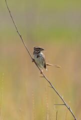 Song sparrow on branch in prairie