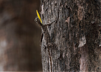 Southern flying lizard with dewlap extended