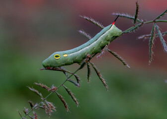 Caterpillar on grass