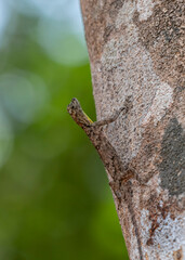 Southern flying lizard on a tree