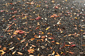 brown leaf on black ground in autumn